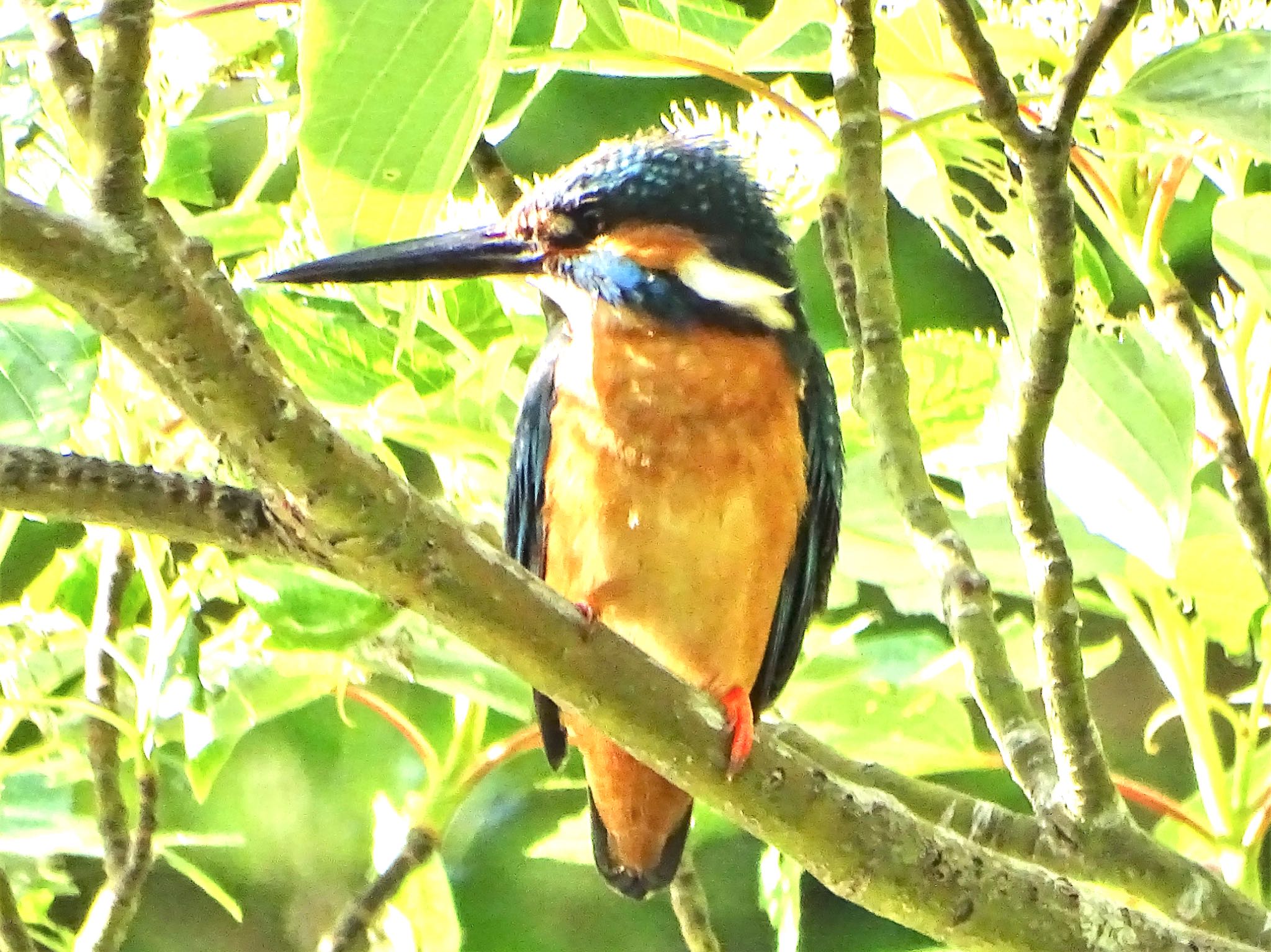 舞岡公園 カワセミの写真