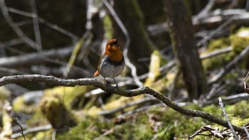 2023年4月29日(土) 南牧村八ヶ岳山麓の野鳥観察記録