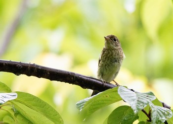 リュウキュウキビタキ 国頭村(沖縄県) 2018年6月3日(日)