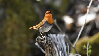 2023年4月29日(土) 小海町八ヶ岳山麓の野鳥観察記録