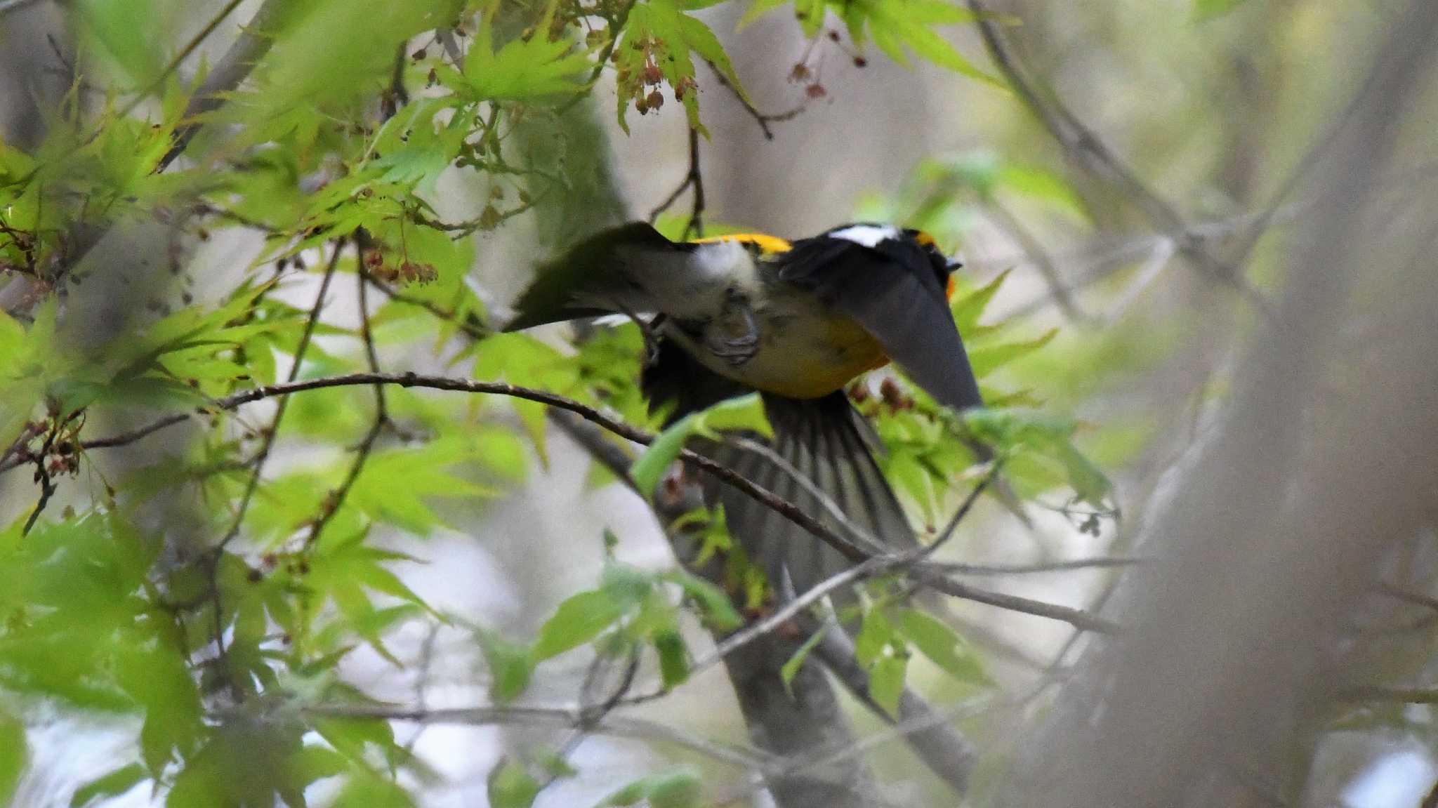 軽井沢野鳥の森 キビタキの写真