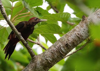 Okinawa Woodpecker Kunigamison Sat, 6/2/2018