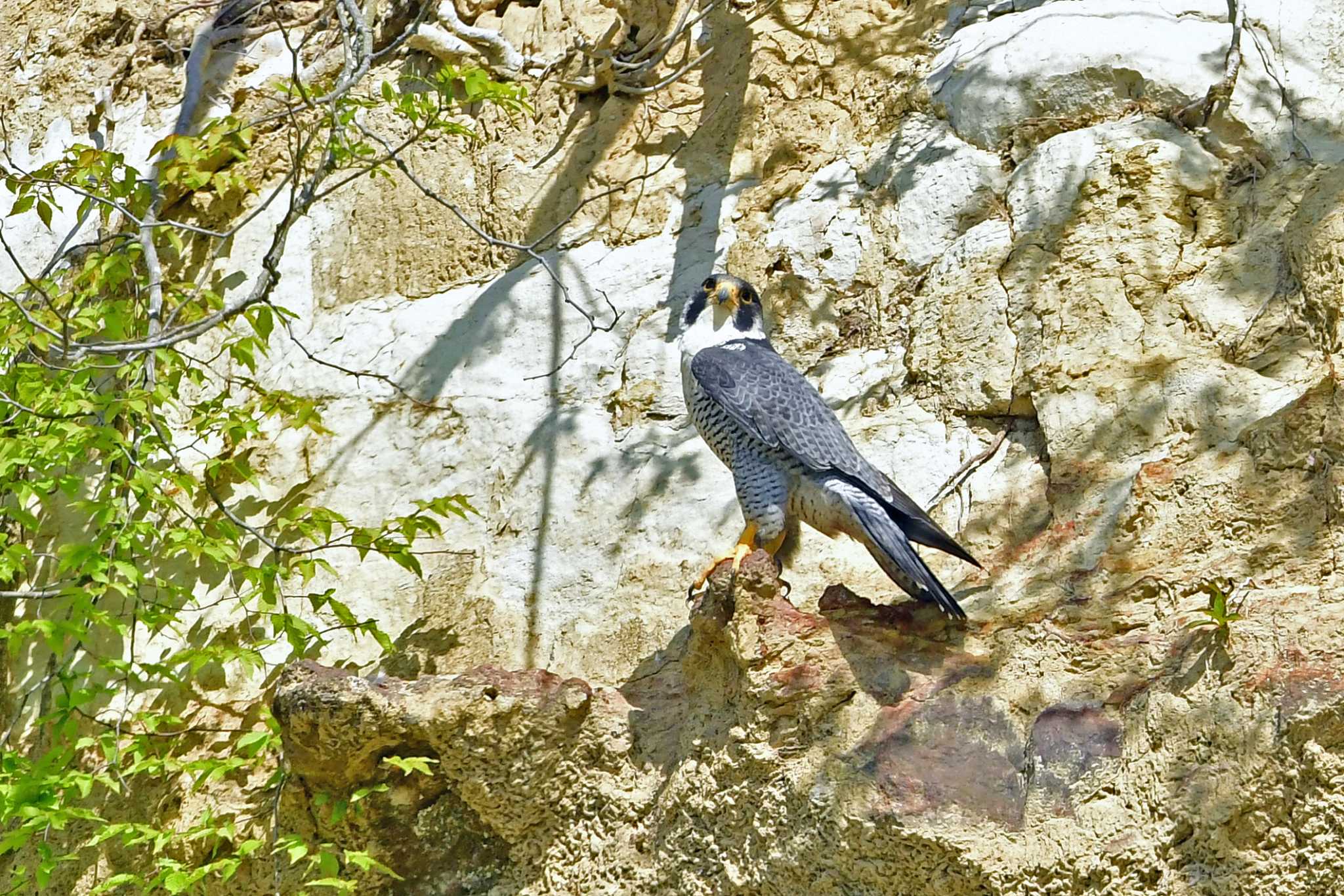 お腹が空いたので起きてきた感じ！？