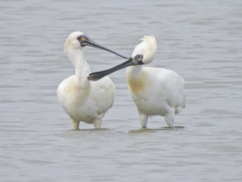 2023年4月21日(金) 大授搦(東与賀干潟)の野鳥観察記録