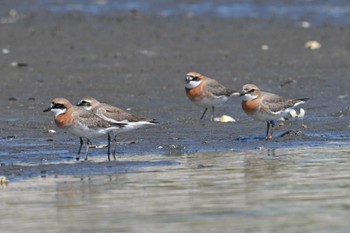 メダイチドリ ふなばし三番瀬海浜公園 2023年4月17日(月)