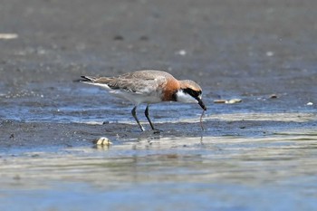 メダイチドリ ふなばし三番瀬海浜公園 2023年4月17日(月)