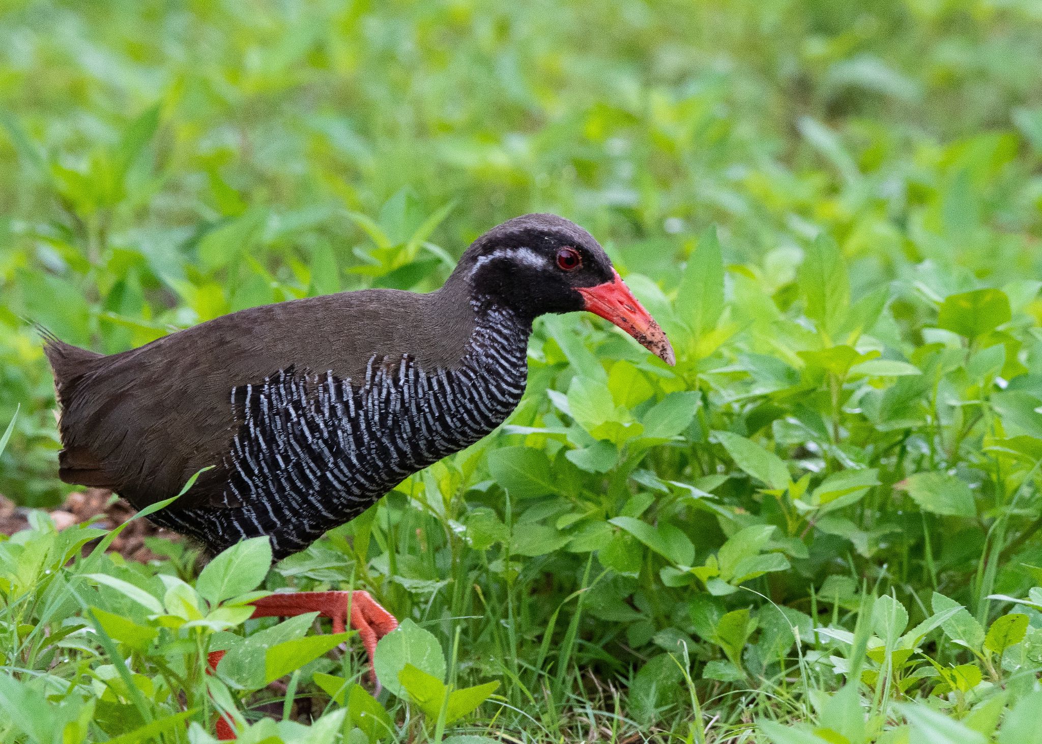 Photo of Okinawa Rail at Kunigamison by しゃちく(週末のすがた)