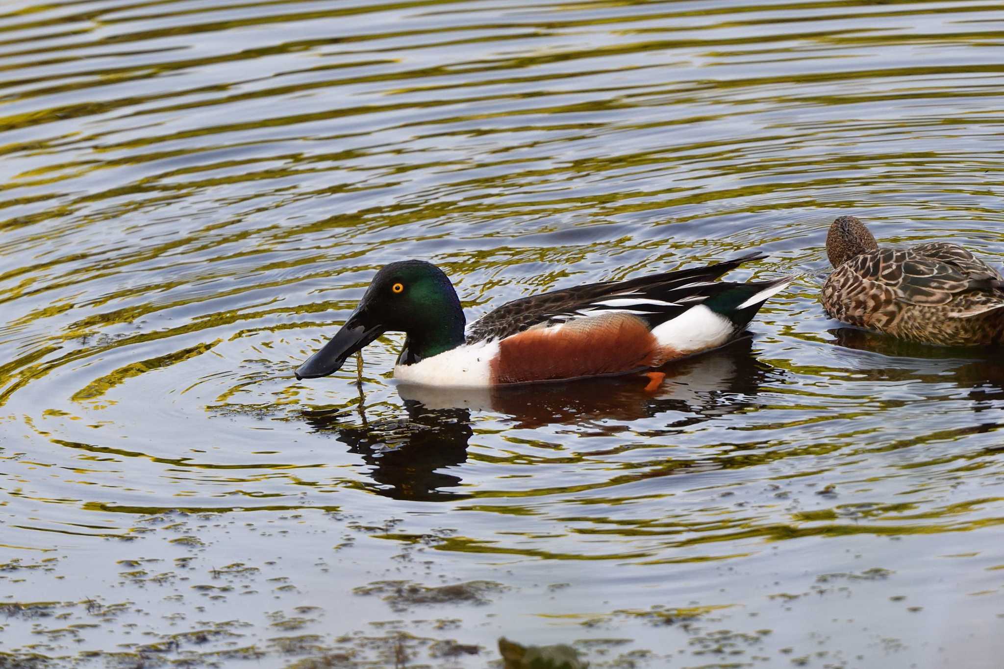 長浜公園 ハシビロガモの写真