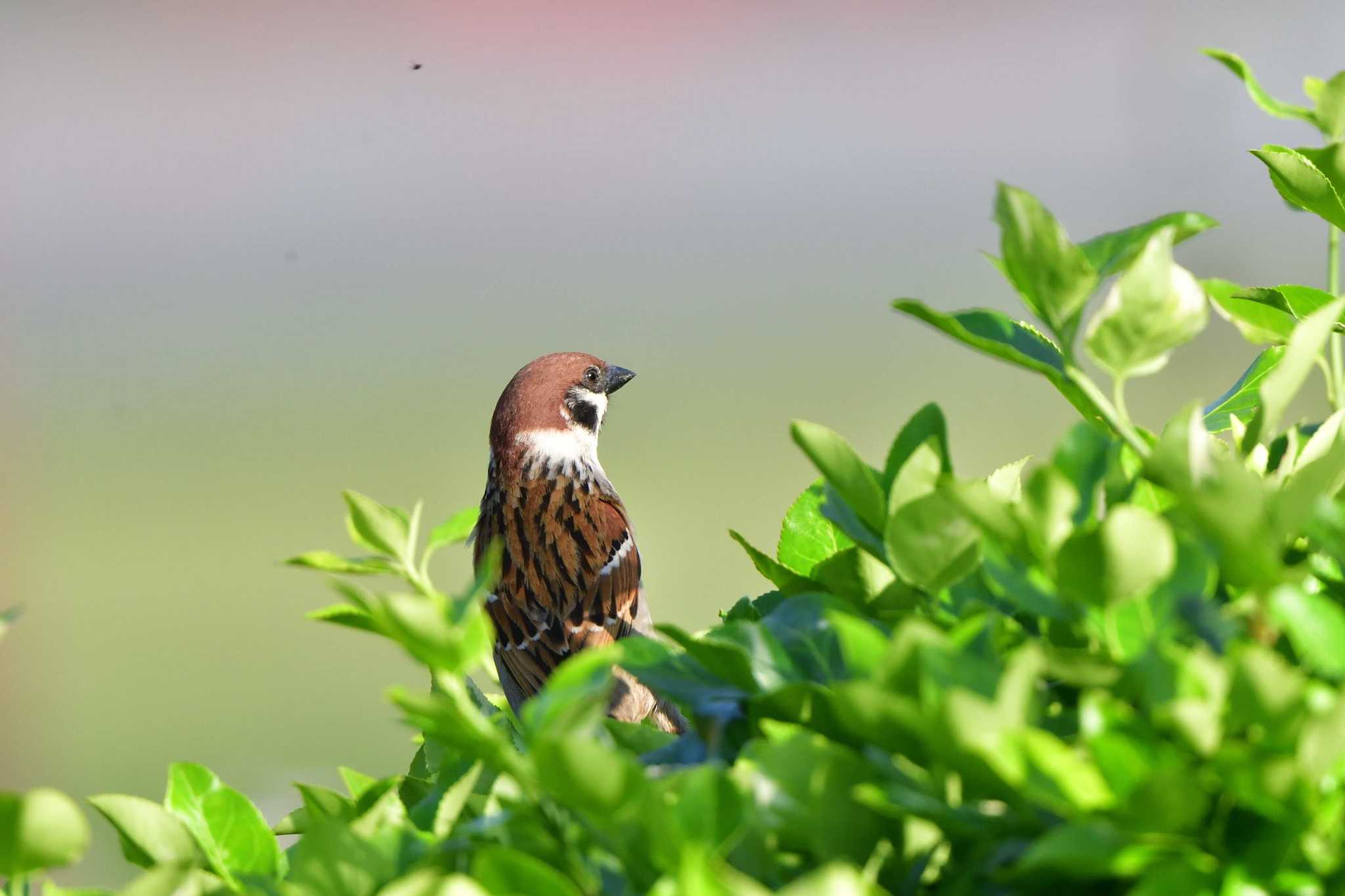 長浜公園 スズメの写真