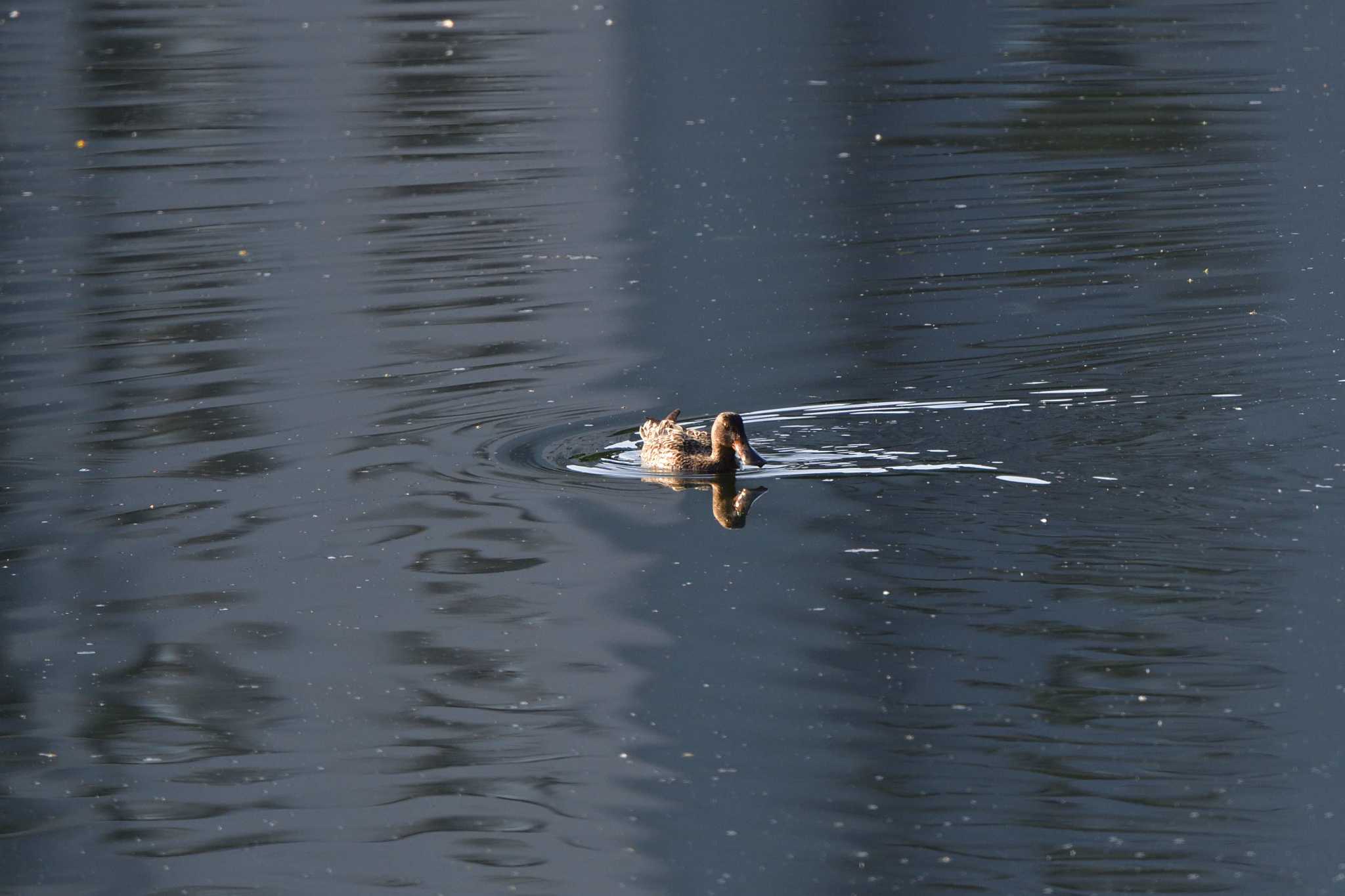 長浜公園 ハシビロガモの写真