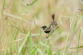 Red-backed Fairywren West Barron Strage Dom(Cairns) Sun, 5/6/2018