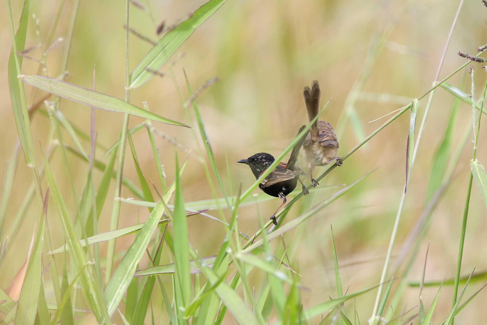 Photo of Red-backed Fairywren at West Barron Strage Dom(Cairns) by Trio