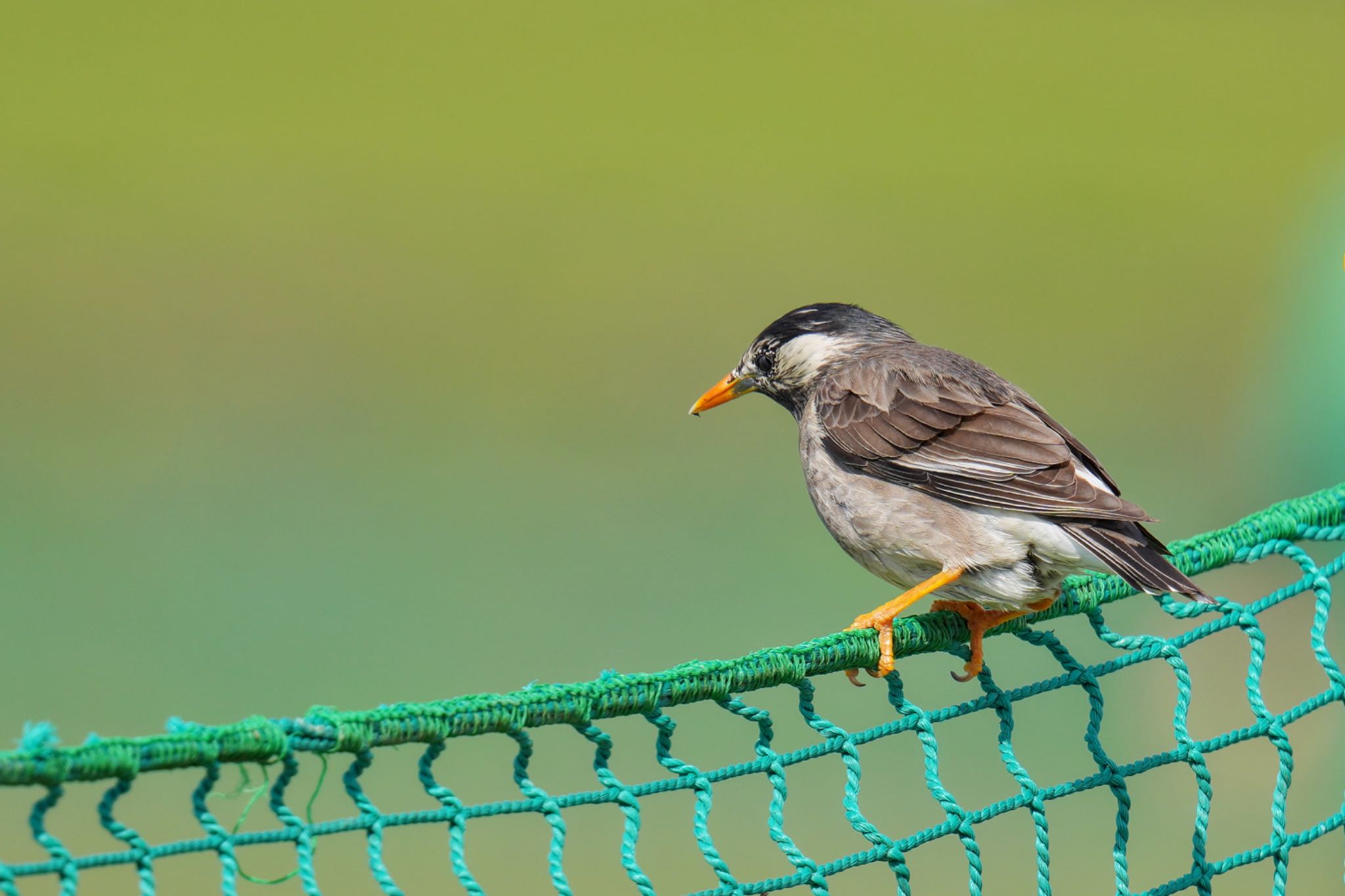 White-cheeked Starling