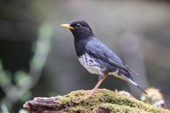 クロツグミ 群馬 2023年4月29日(土)