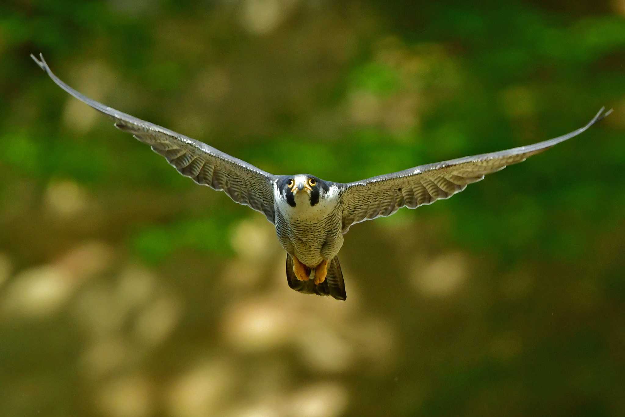 青葉山公園 ハヤブサの写真 by Keiichi TAKEDA