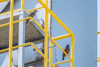 Blue Rock Thrush 魚住海岸 Sun, 6/3/2018