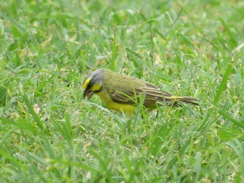 Yellow-fronted Canary Unknown Spots Wed, 3/29/2023