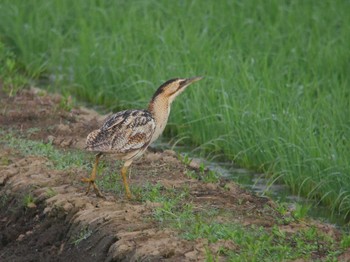 サンカノゴイ 北印旛沼 2018年6月5日(火)