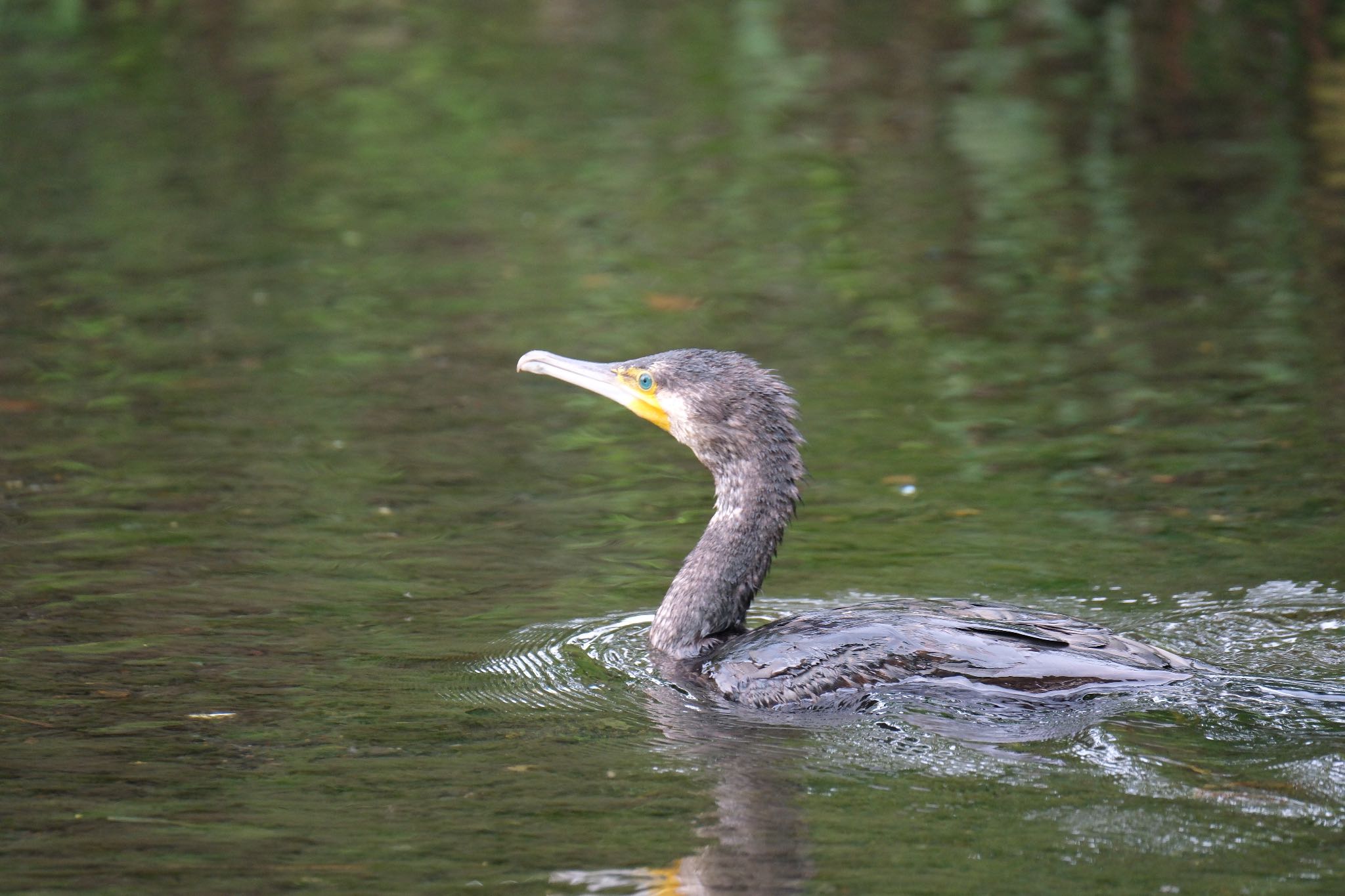 Photo of Great Cormorant at 中郷温水池(三島市) by ポン介