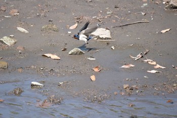 Barn Swallow 門池公園(沼津市) Sat, 4/29/2023