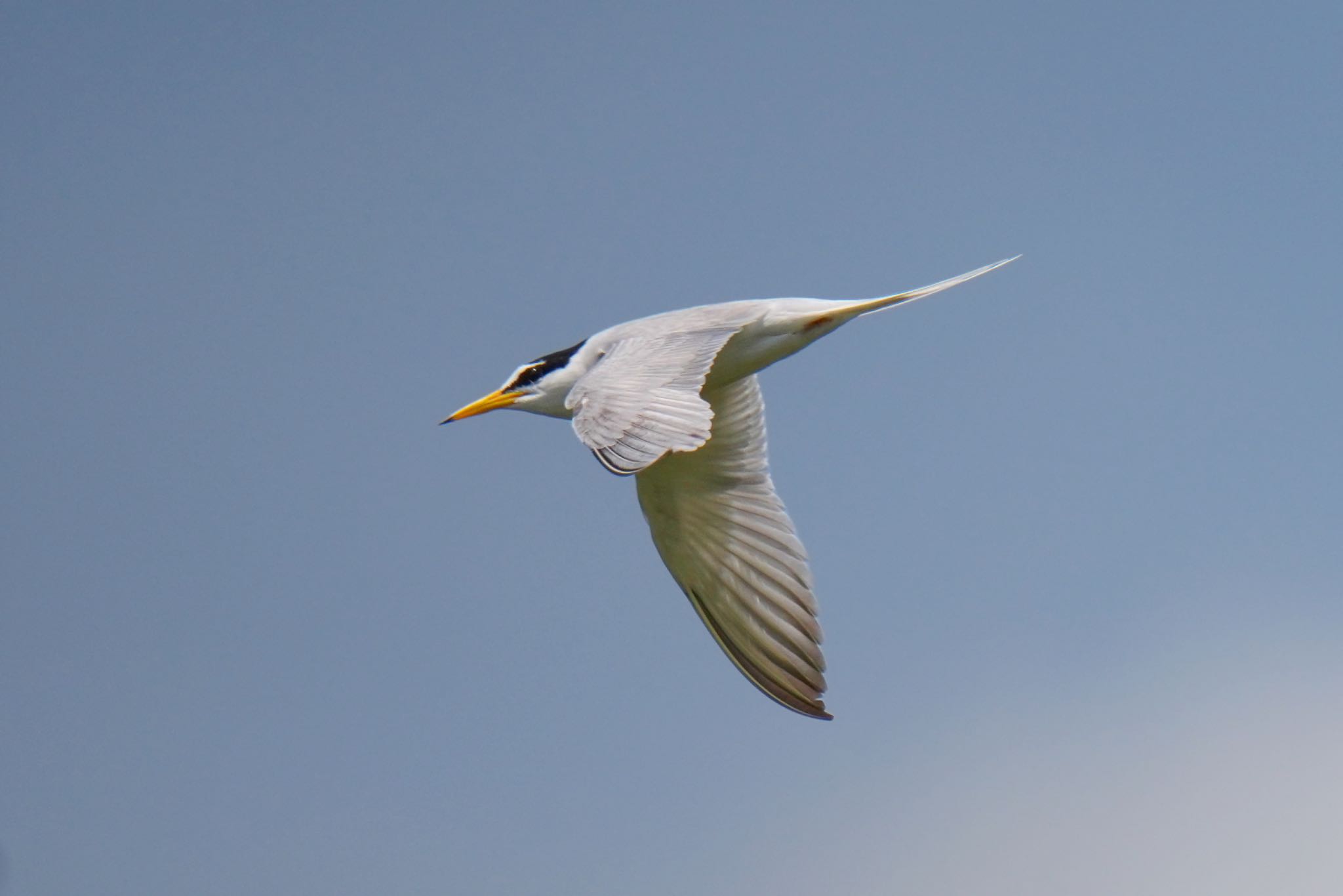 Photo of Little Tern at 酒匂川河口 by アポちん