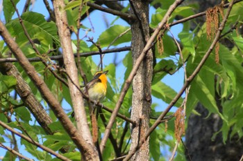 Narcissus Flycatcher 久宝寺緑地公園 Sat, 4/29/2023