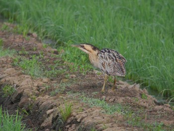 Eurasian Bittern North Inba Swamp Tue, 6/5/2018