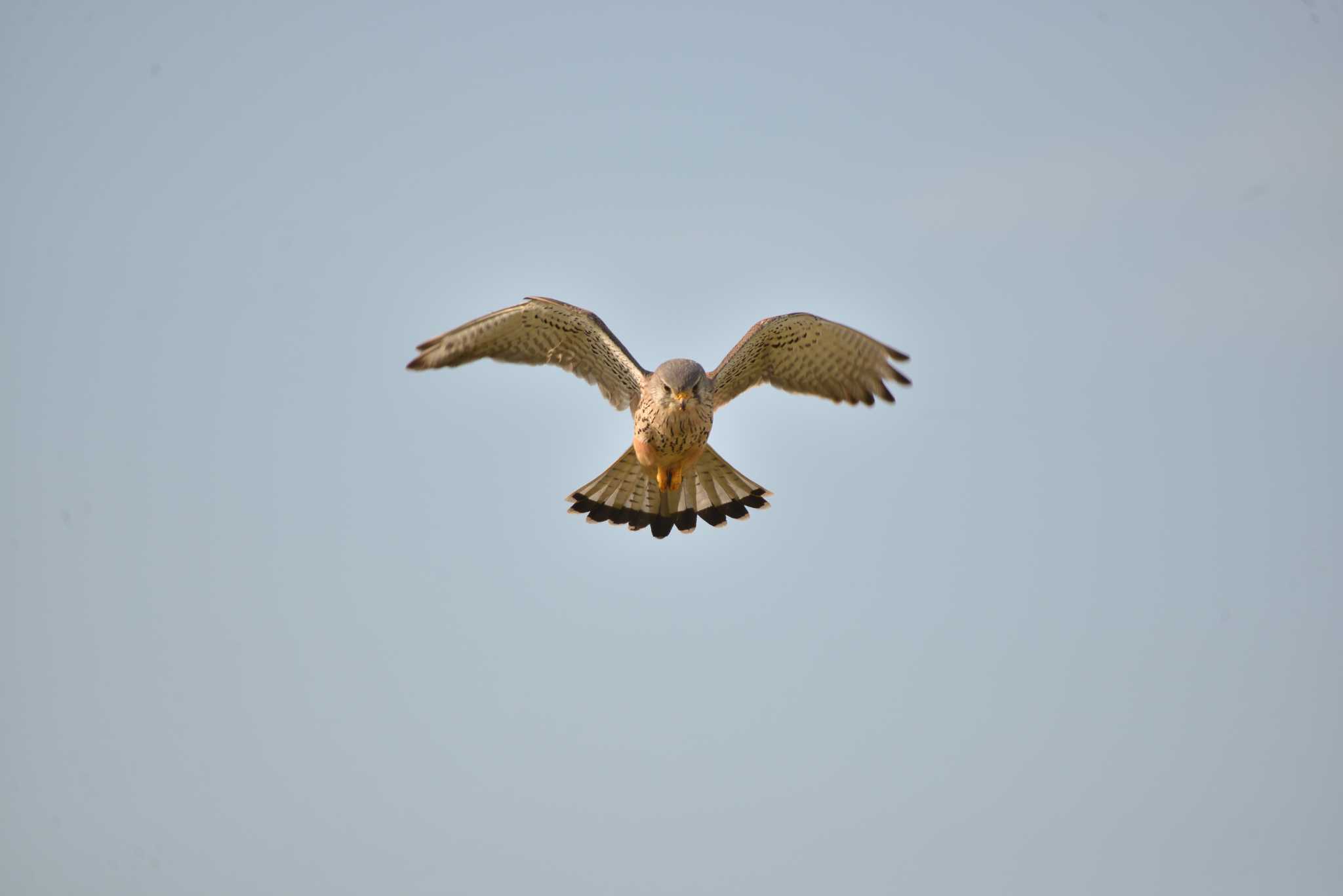 Photo of Common Kestrel at 埼玉県三郷市 by Johnny cool