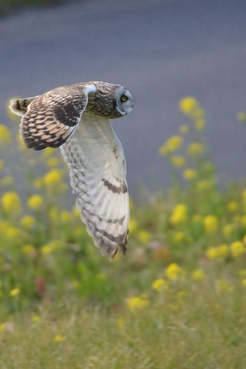 Short-eared Owl 埼玉県三郷市 Wed, 3/1/2023