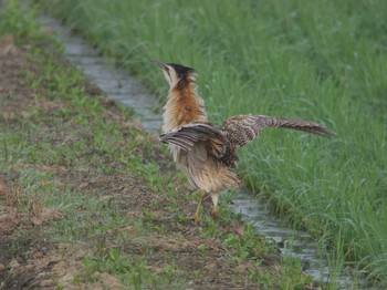 Eurasian Bittern North Inba Swamp Tue, 6/5/2018