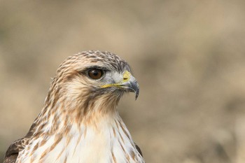 Eastern Buzzard 安曇野市 Unknown Date