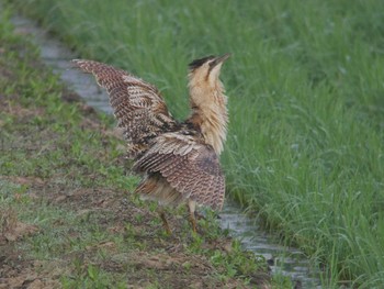 サンカノゴイ 北印旛沼 2018年6月5日(火)