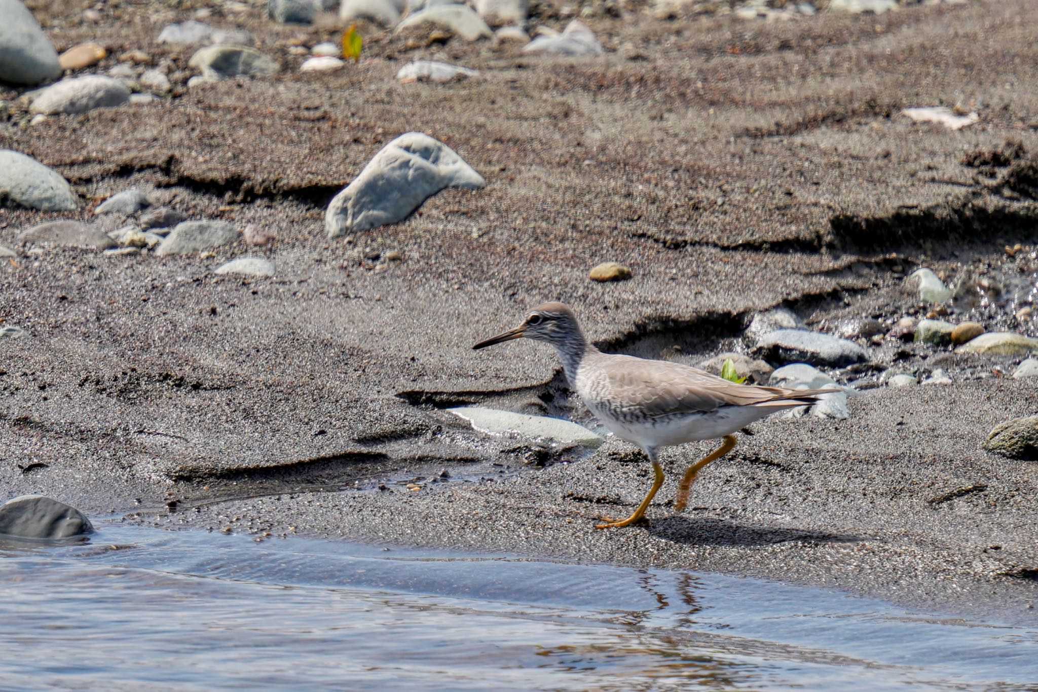 Grey-tailed Tattler