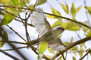 Long-tailed Tit ＭＦ Sat, 4/29/2023