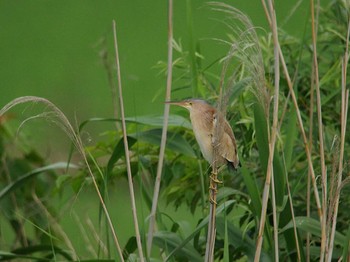 Yellow Bittern North Inba Swamp Tue, 6/5/2018