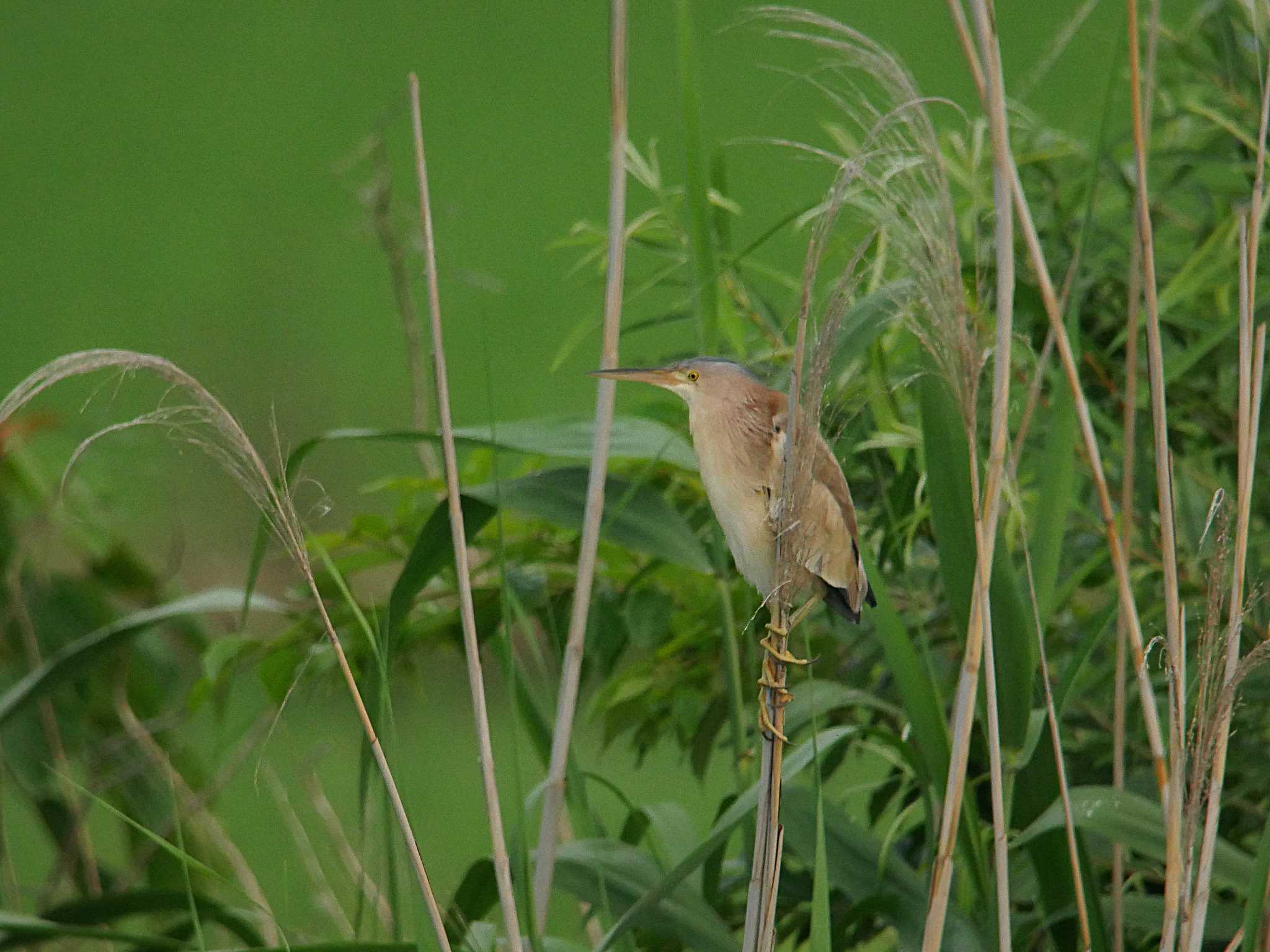 Photo of Yellow Bittern at North Inba Swamp by のりさん