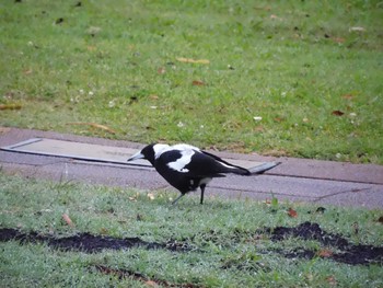 Australian Magpie キングス・パーク・アンド・ボタニック・ガーデン Sun, 4/16/2023