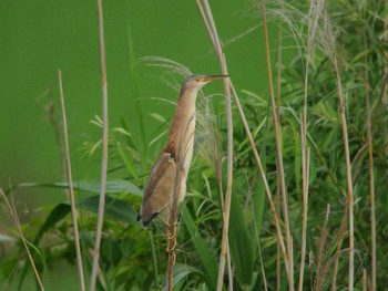 Yellow Bittern North Inba Swamp Tue, 6/5/2018