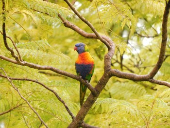 Rainbow Lorikeet キングス・パーク・アンド・ボタニック・ガーデン Sun, 4/16/2023