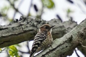 Japanese Pygmy Woodpecker 兵庫県立ゆめさきの森公園 Mon, 4/24/2023