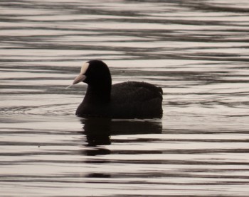 Eurasian Coot 東屯田遊水地 Sun, 4/23/2023