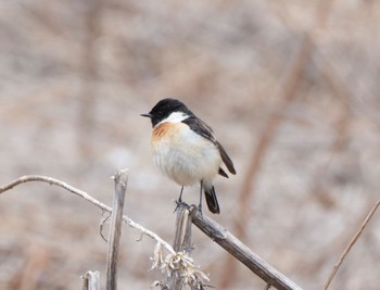 Mon, 4/24/2023 Birding report at 八島湿原(八島ヶ原湿原)