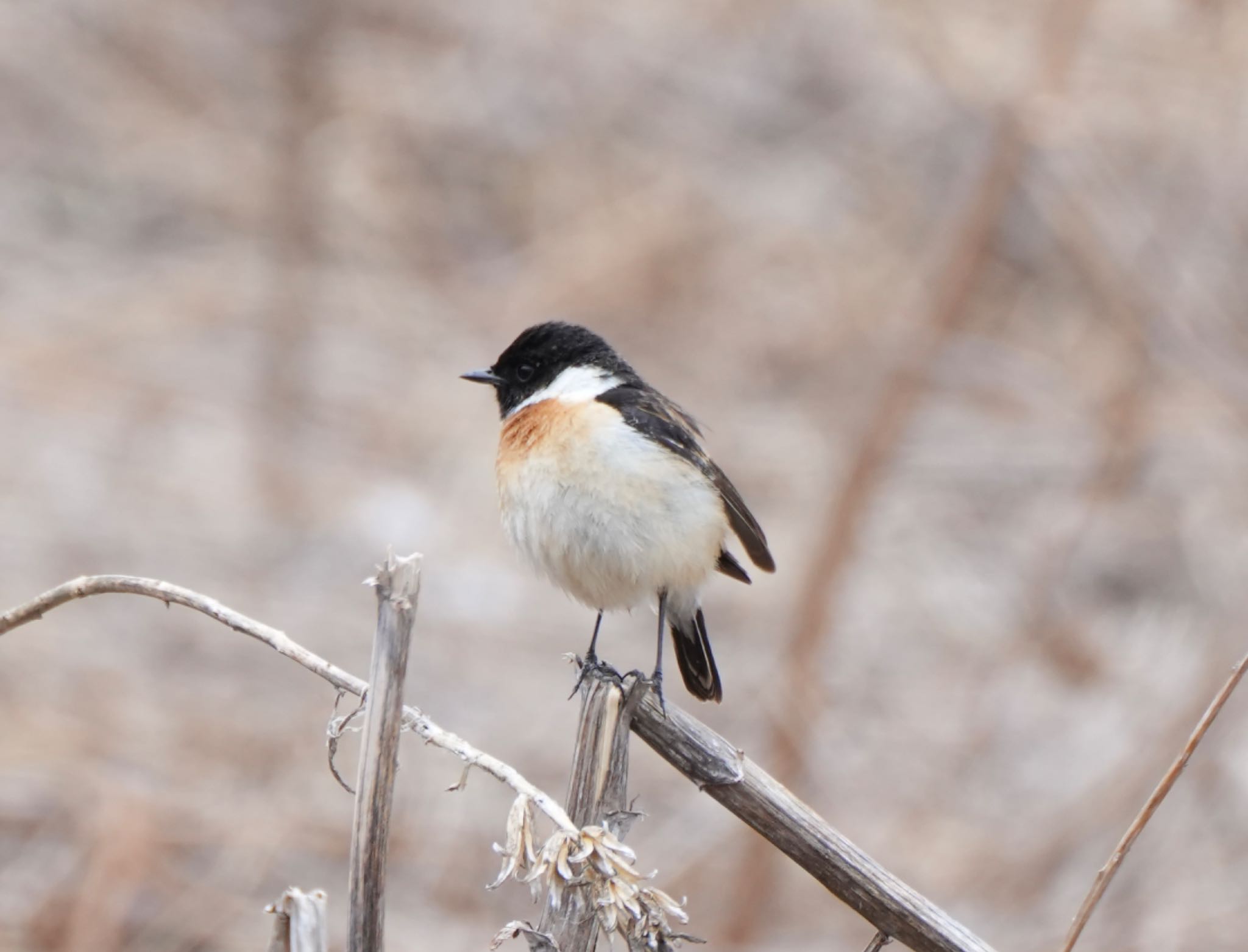 Photo of Amur Stonechat at 八島湿原(八島ヶ原湿原) by Kuu