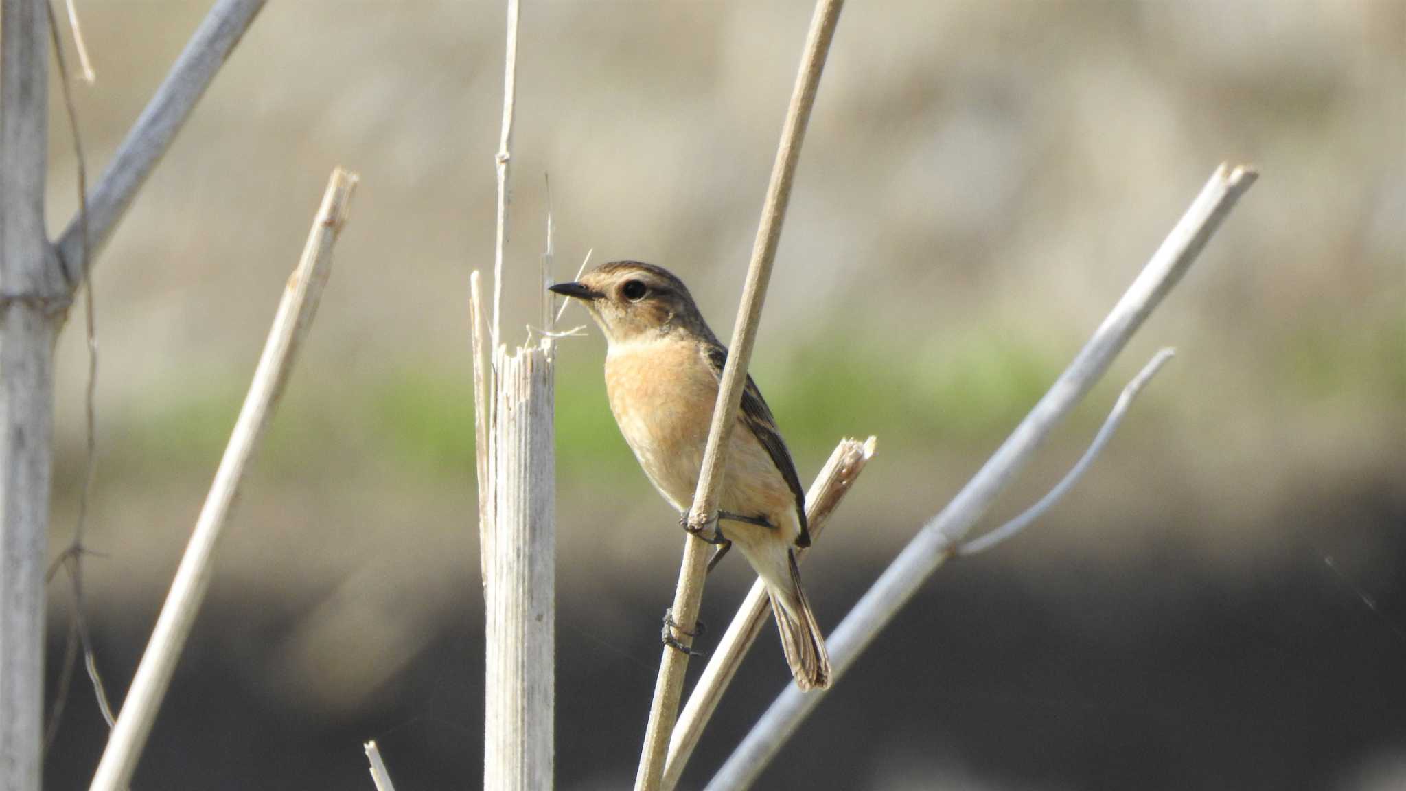 Amur Stonechat