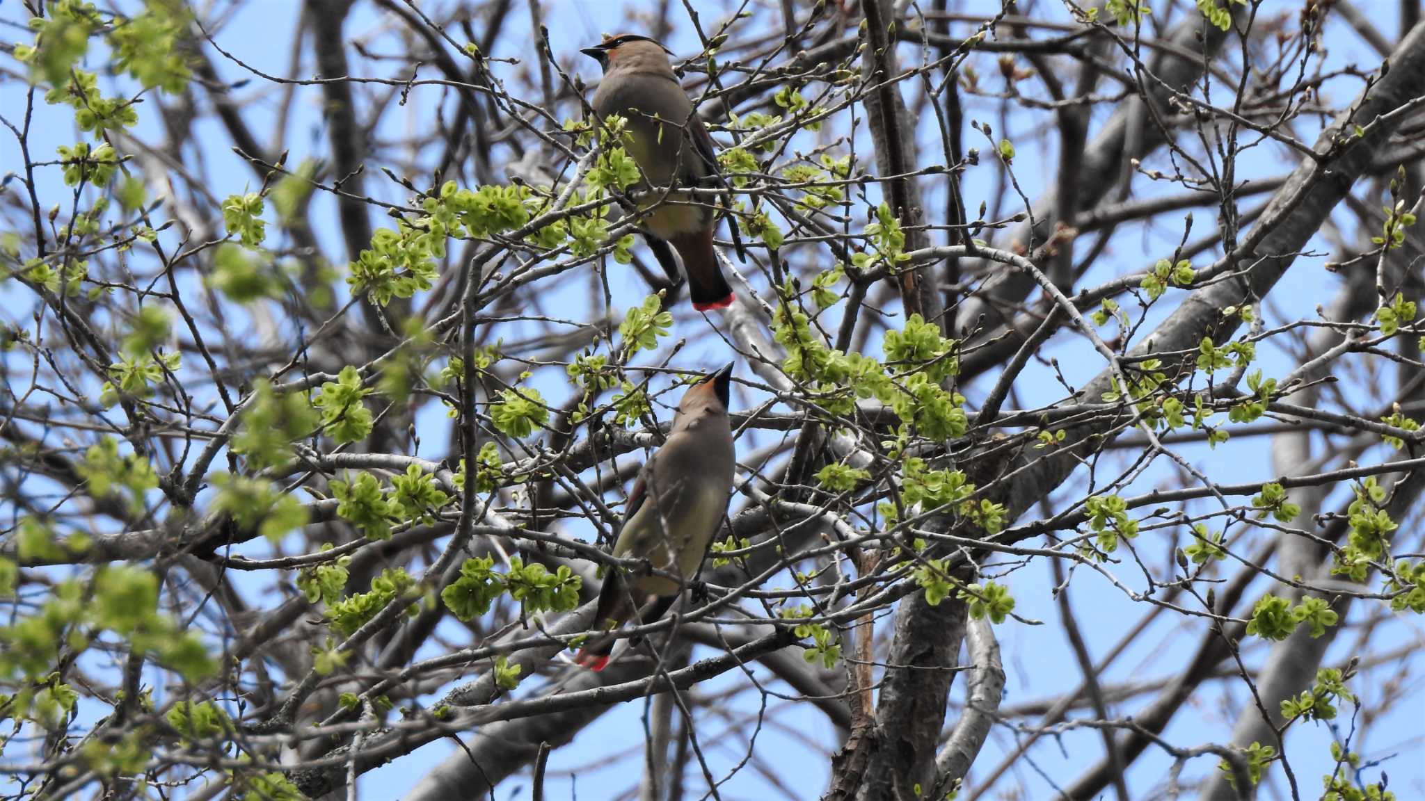 Photo of Japanese Waxwing at 八戸公園(青森県八戸市) by 緑の風