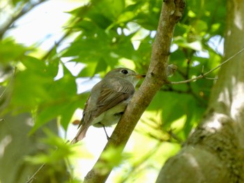 Asian Brown Flycatcher 権現山(弘法山公園) Sat, 4/29/2023