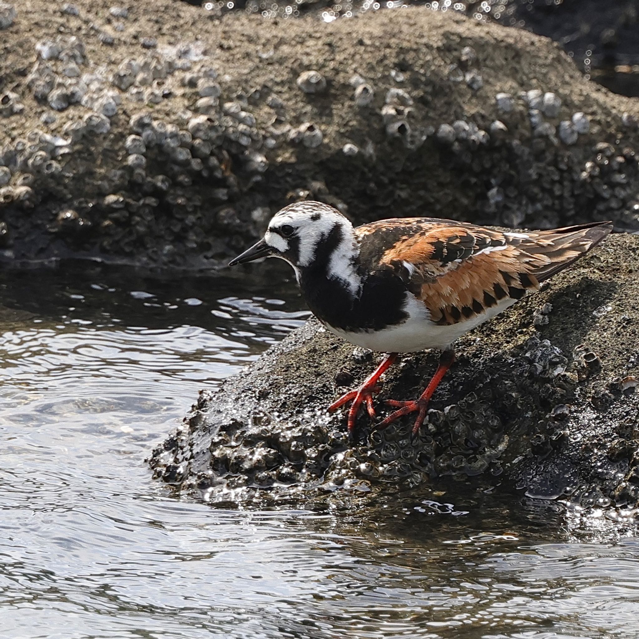 キョウジョシギ