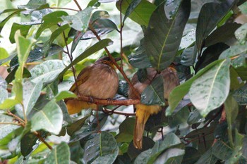 Stripe-throated Bulbul Putrajaya Wetlands Park Sun, 3/12/2023