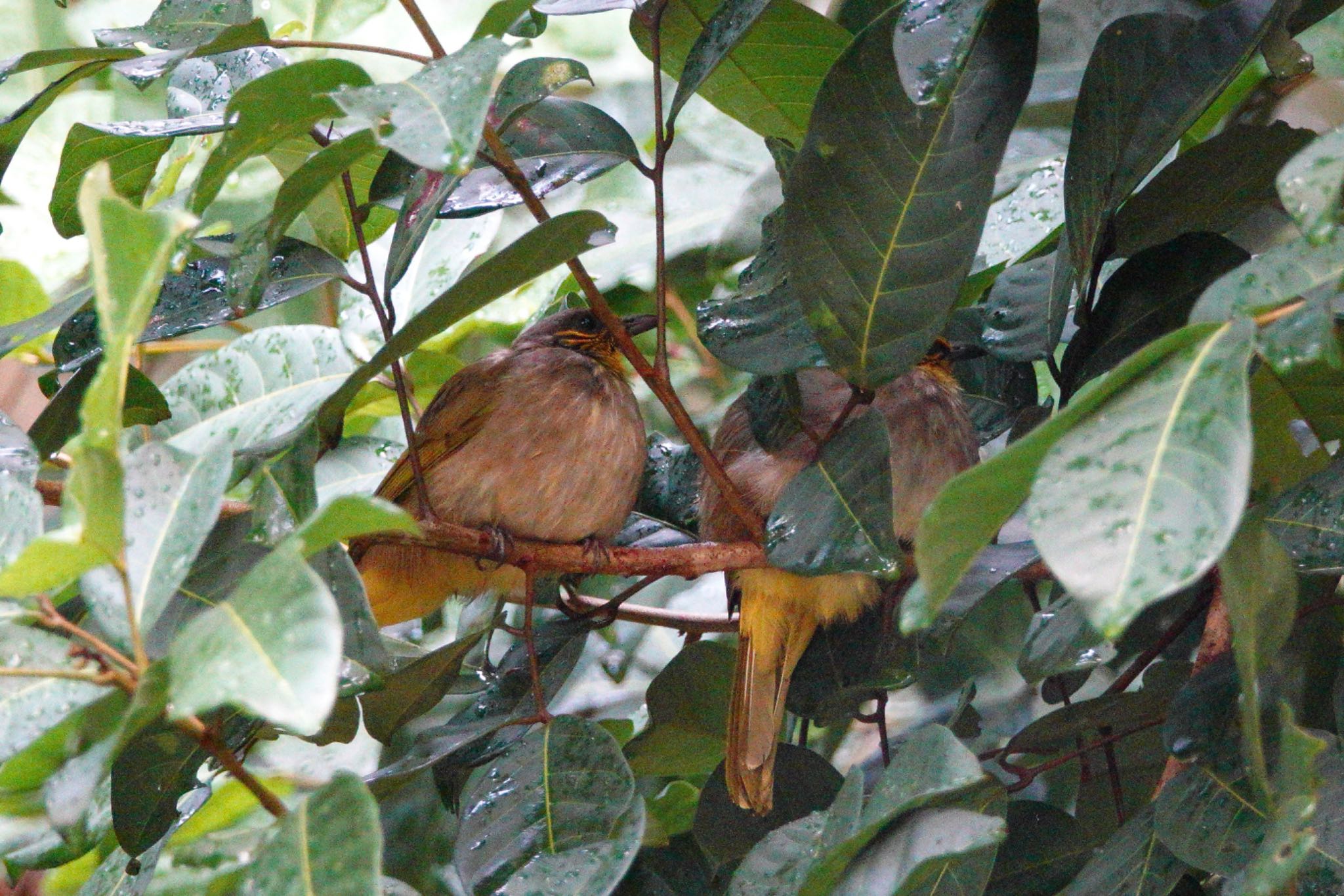 Photo of Stripe-throated Bulbul at Putrajaya Wetlands Park by のどか