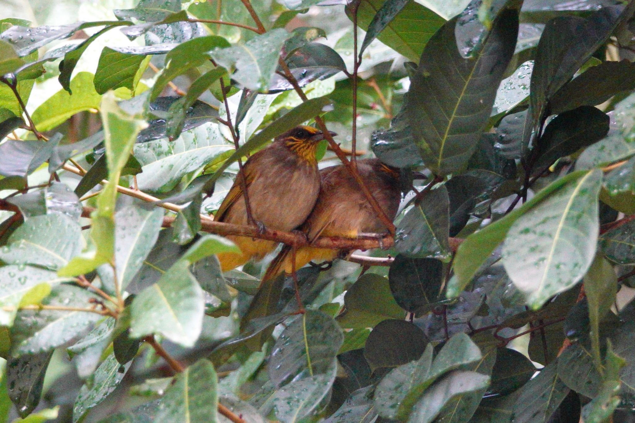 Photo of Stripe-throated Bulbul at Putrajaya Wetlands Park by のどか